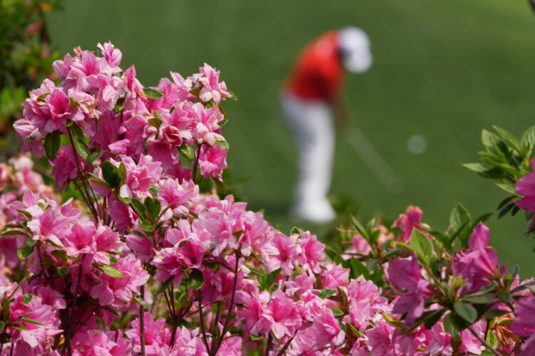 Masters in bloom: More than  azaleas and dogwood make up golf’s most beautiful garden